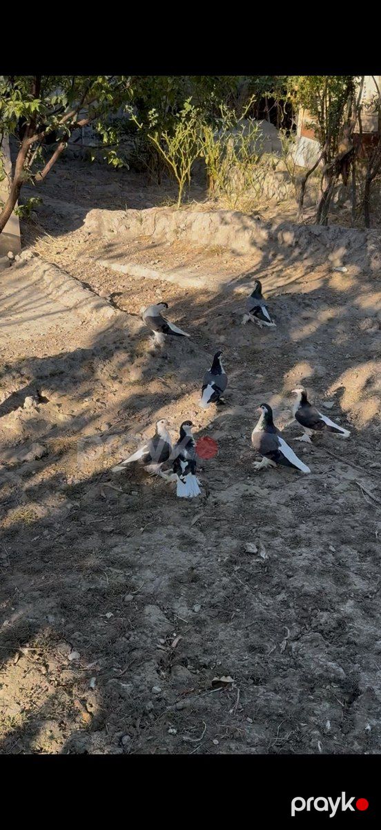 Göyərçinlər — Quşlar, Bakı (2)