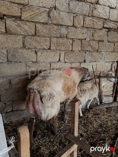 Erkək qoç — İmişli