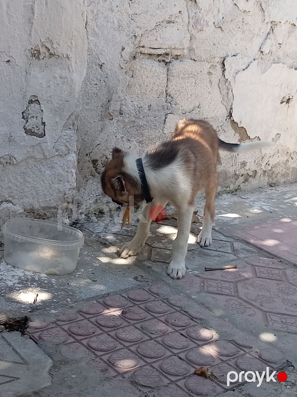 1 ay, Erkək, Peyvəndli, Ünvandan götürmə — Köpəklər, Masazır (2)