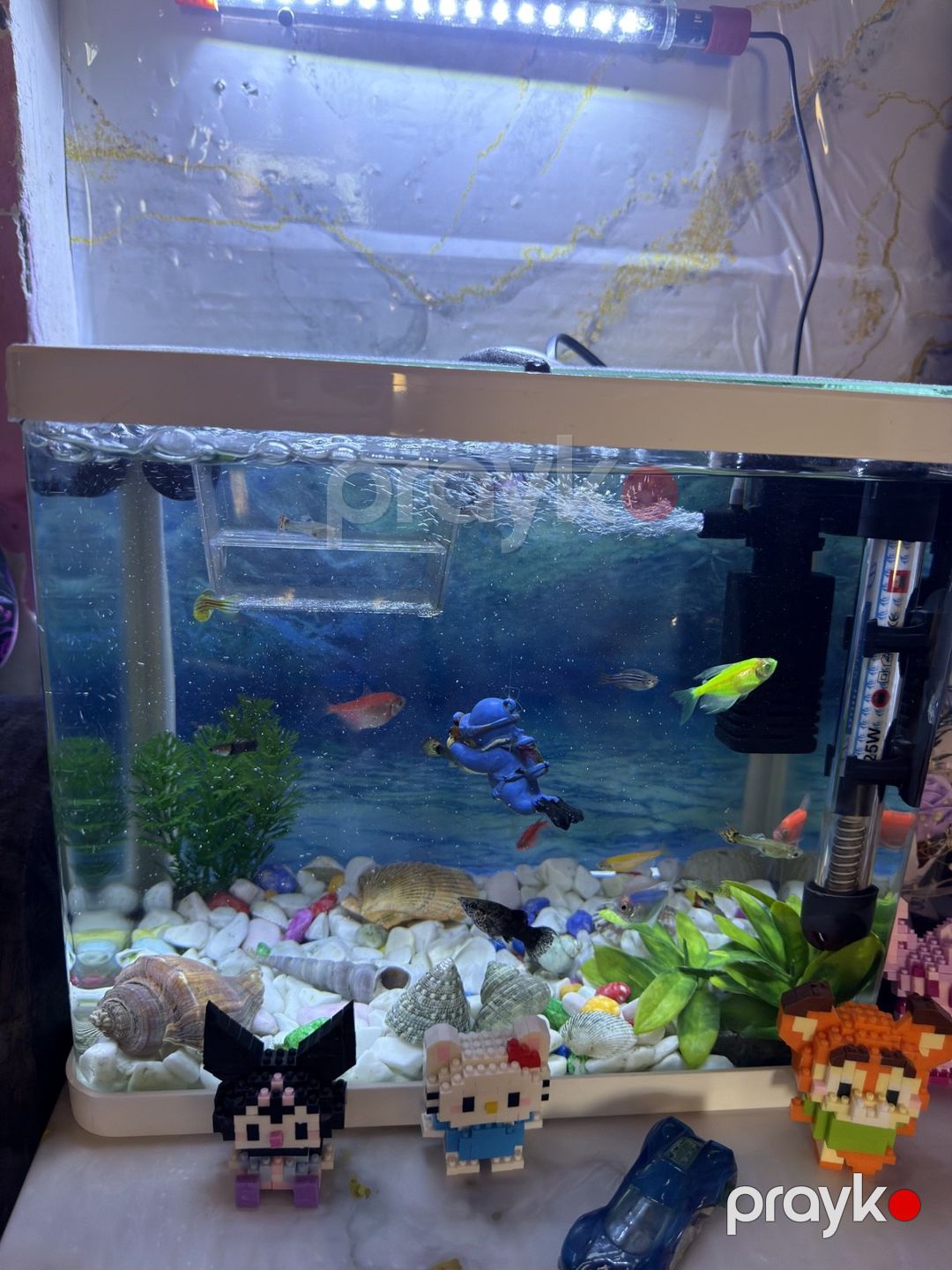 Akvarium — Akvariumlar və balıqlar, Bakı (2)