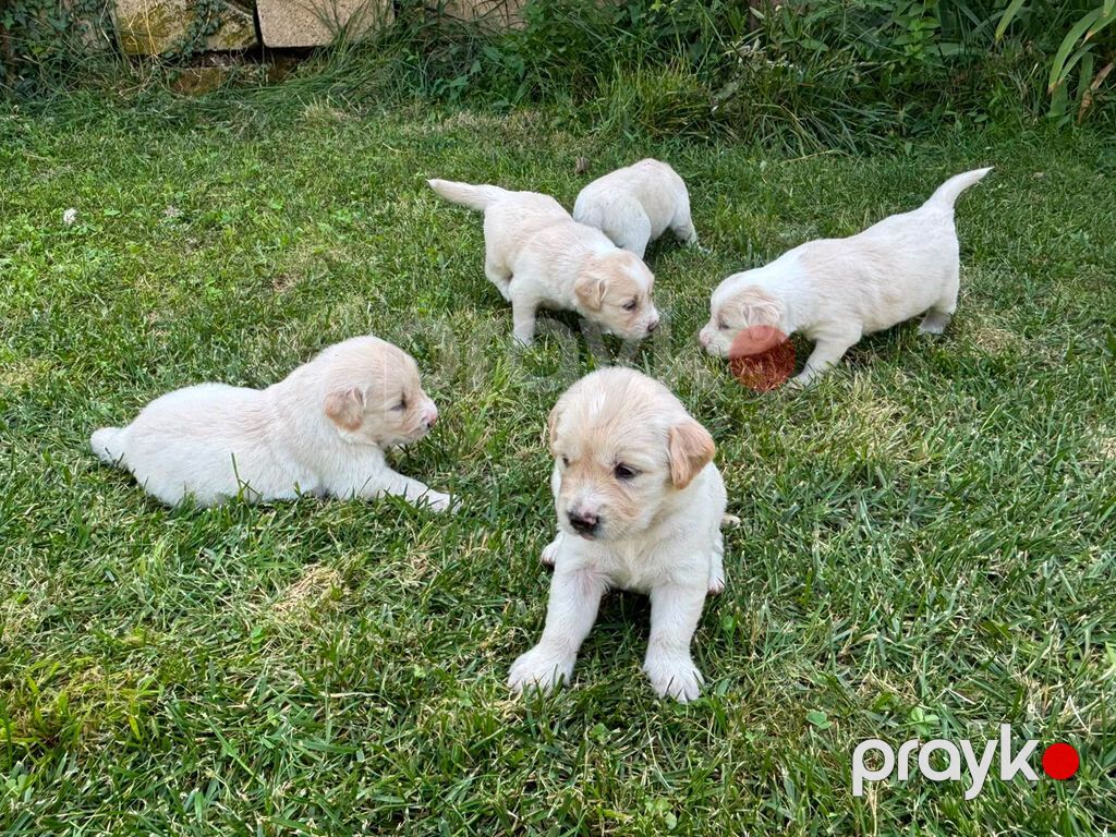 Retriever, 1 ay — Köpəklər, Gəncə (10)