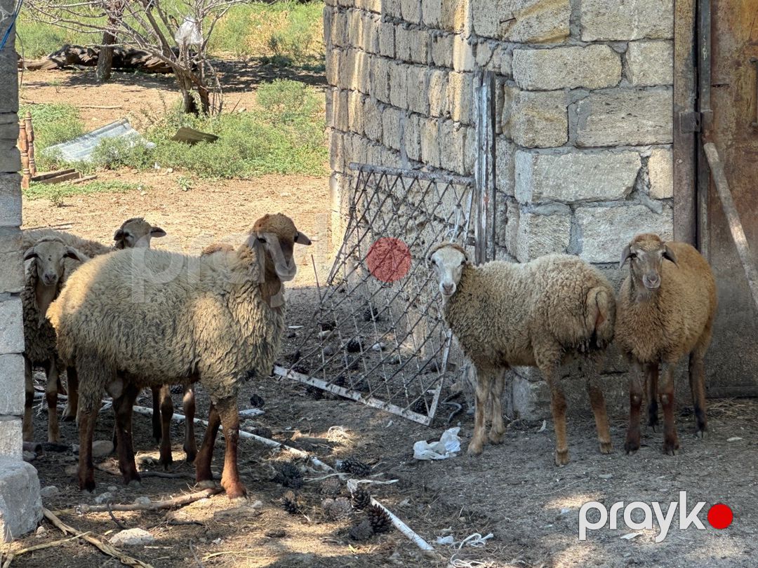 Qarabağ qoyunları — Kənd təsərrüfatı heyvanları, Bakı (10)