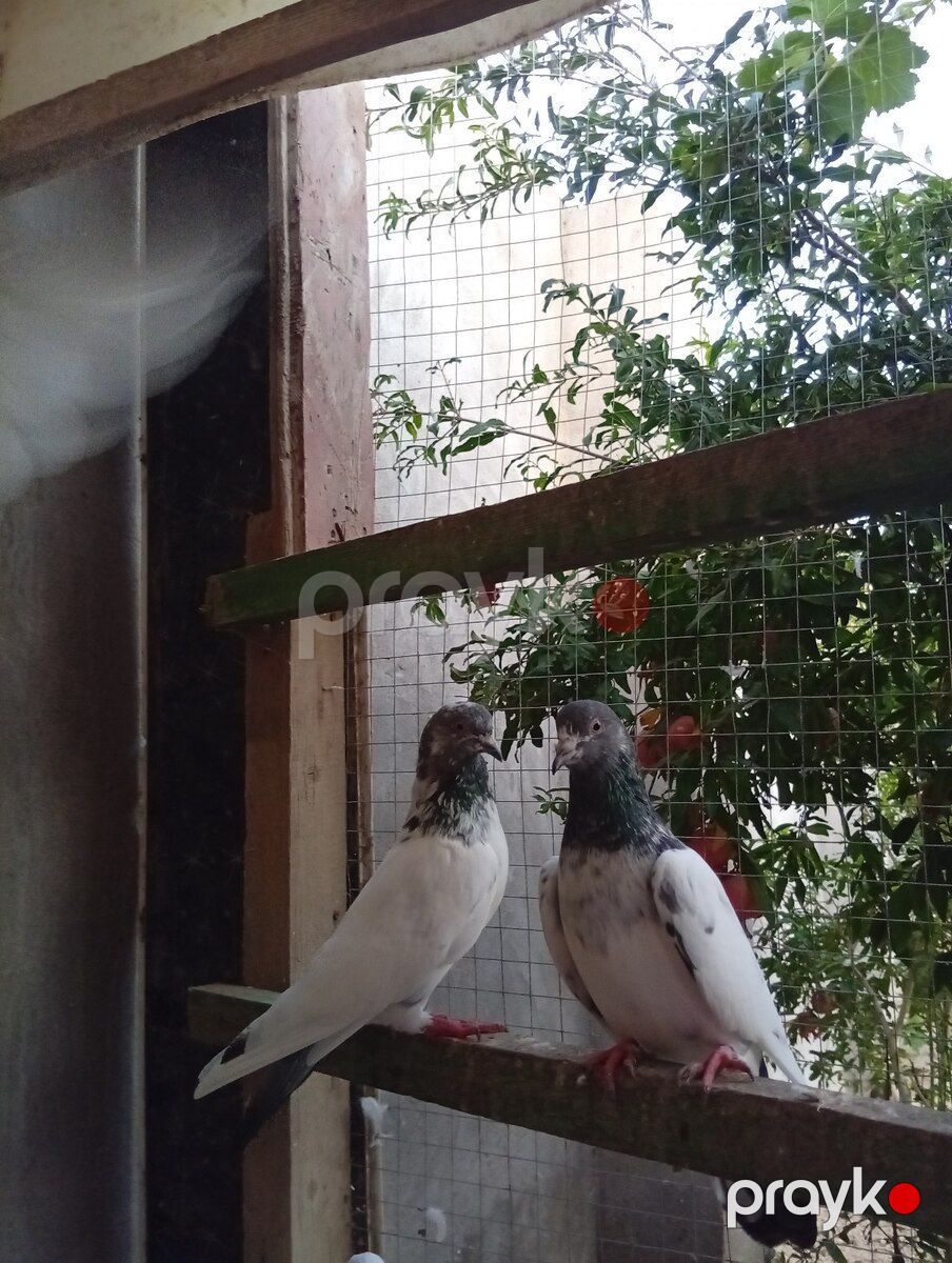 Göyərçinlər — Quşlar, Bakı (5)