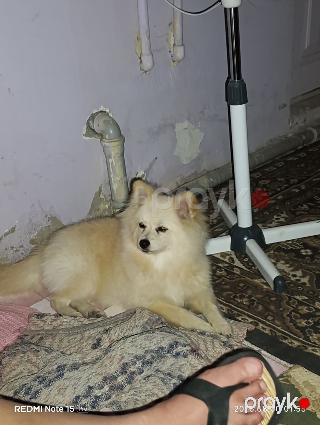Şpitz, 1 il, Dişi, Peyvəndli, Pulsuz çatdırılma — Köpəklər, Bakı (3)