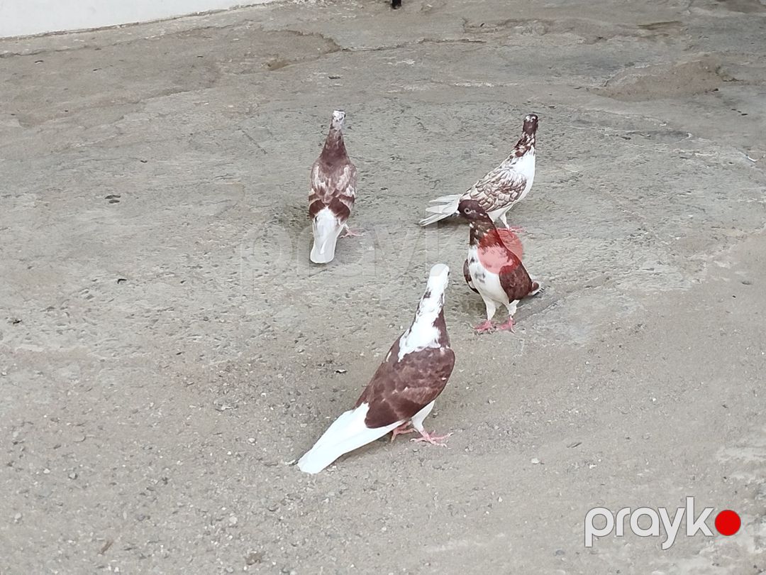 İran göyərçiniləri — Quşlar, Bakı (3)