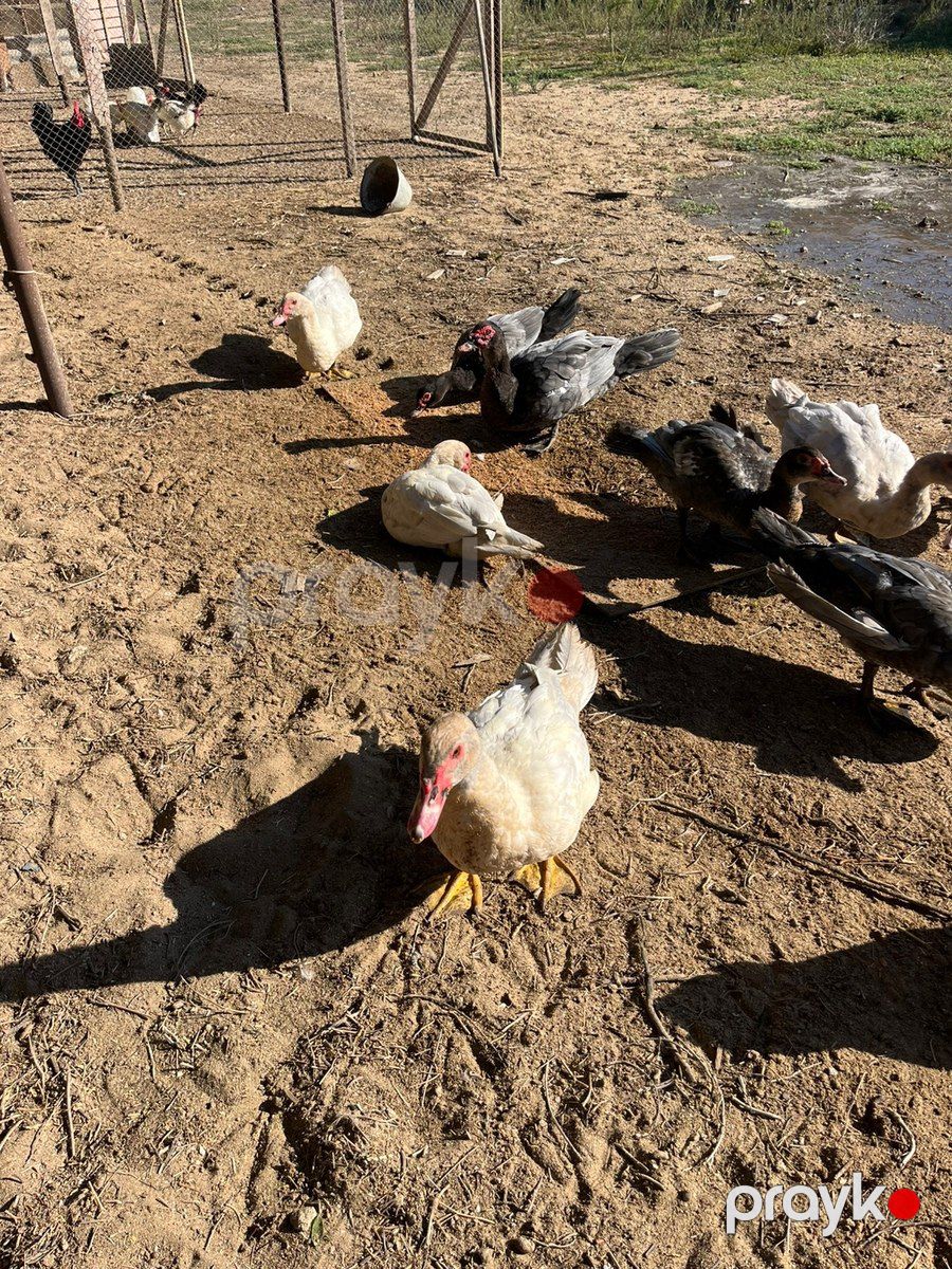 Ördəklər — Quşlar, Bakı (6)