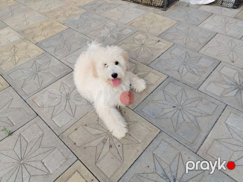 Pudel, 4 ay, Dişi, Peyvəndli, Rayonlara çatdırılma — Gəncə