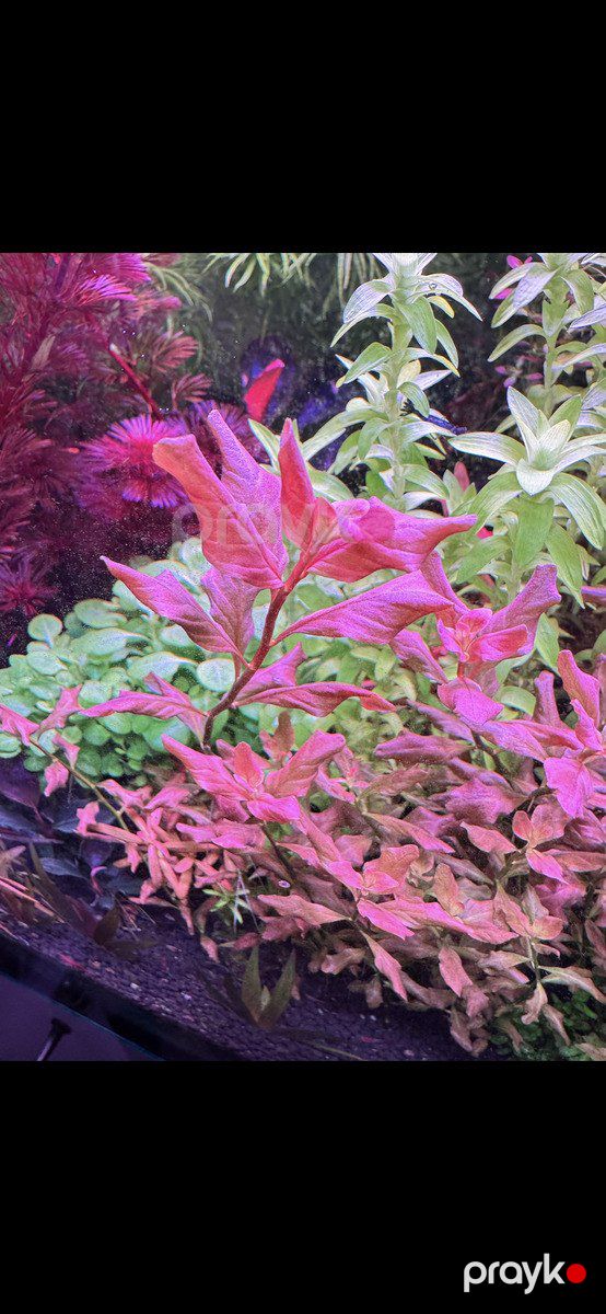 Akvarium bitkiləri — Akvariumlar və balıqlar, Bakı (11)