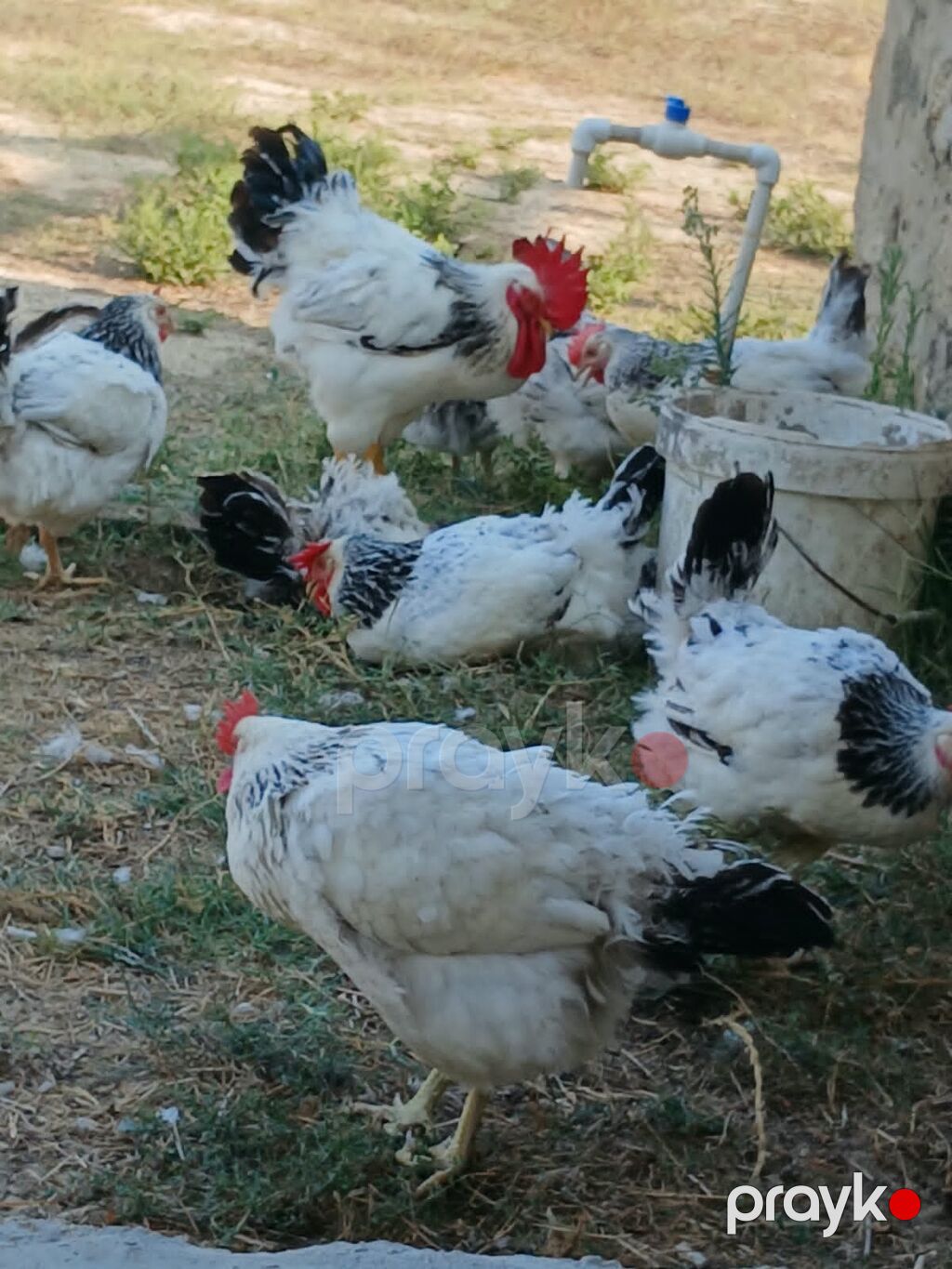 Toyuq, Damazlıq — Toyuq və xoruz, Bakı (3)