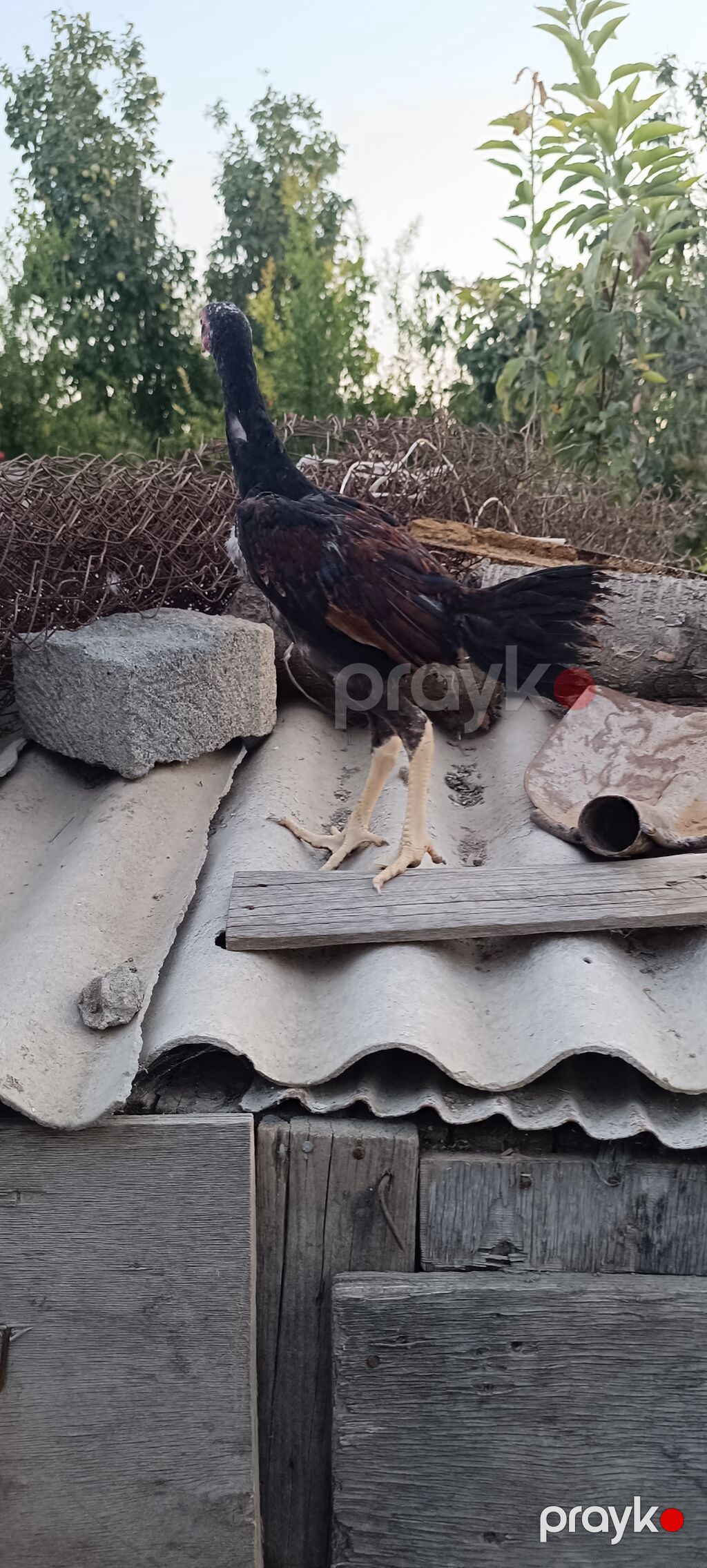 Heyratı becə tam saglam heyvandi 3 ayliq cinsi qani temiz heyvandi — Toyuq və xoruz, Mingəçevir (4)
