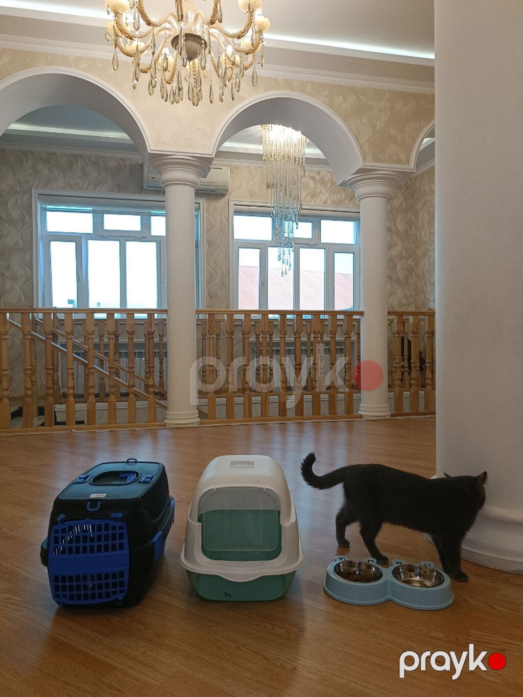 Britan, Erkək, Yaxşı əllərə, Ünvandan götürmə — Pişiklər, Bakı (3)