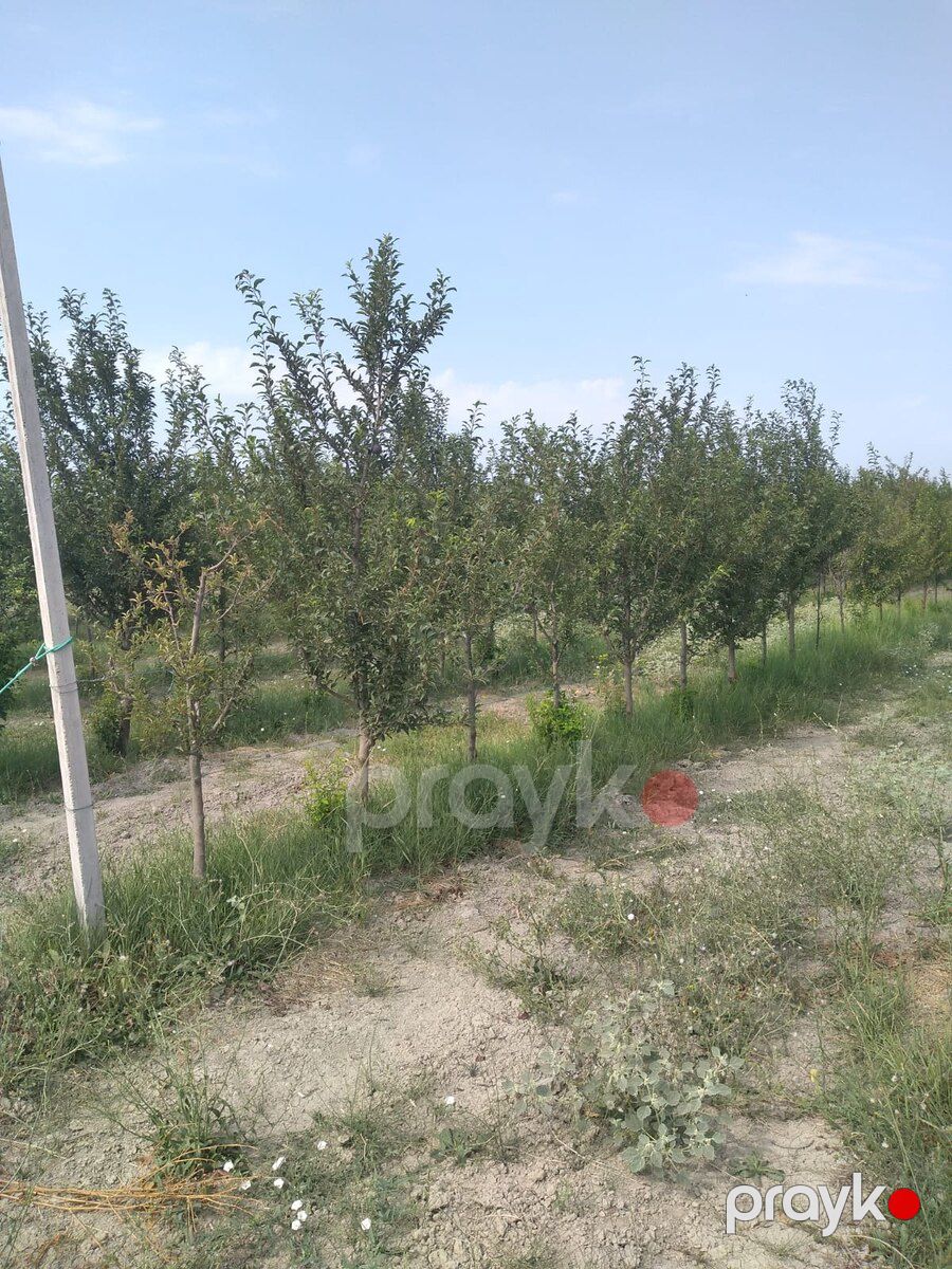 3000 sot torpaq sahəsi, Xaçmaz r — Torpaq, Xaçmaz (4)