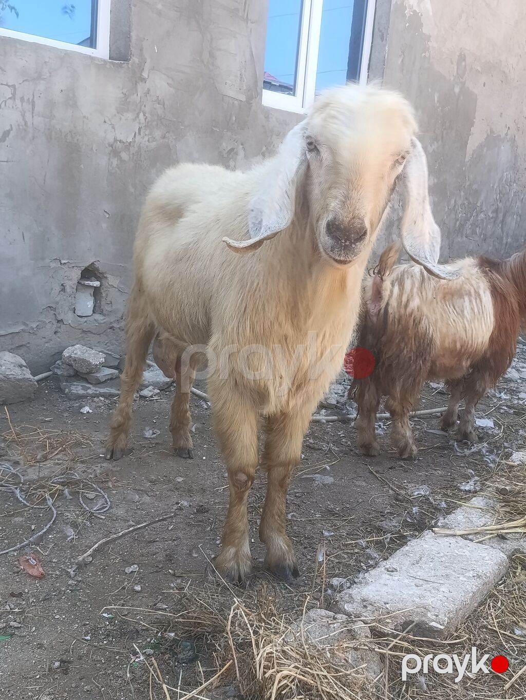 Salam Damazlıq Hələb 1 il 8 aylığ — Kənd təsərrüfatı heyvanları, Digah (2)