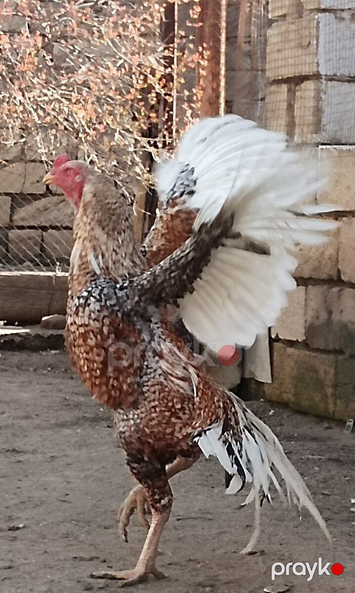 Heyratılar — Quşlar, Sumqayıt (5)