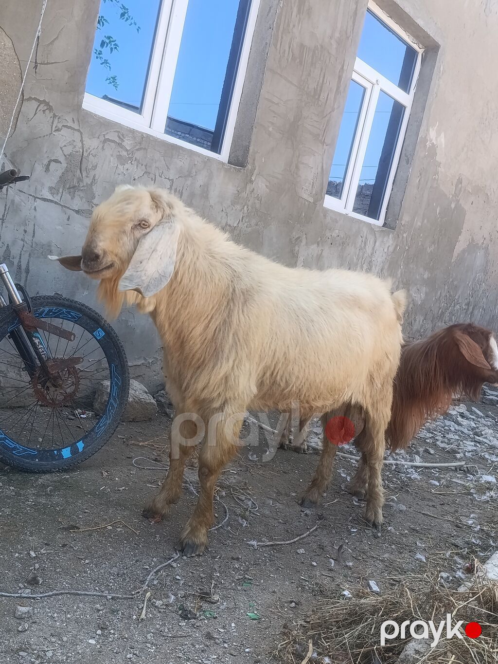 Salam Damazlıq Hələb 1 il 8 aylığ — Kənd təsərrüfatı heyvanları, Digah (3)