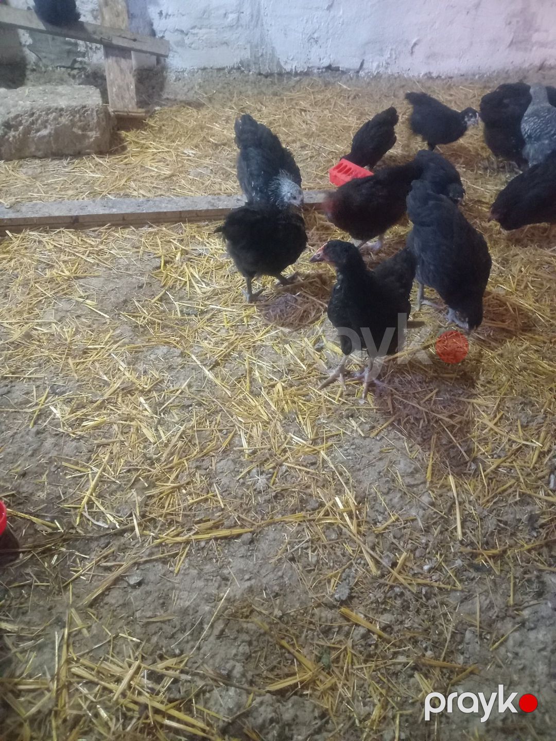 Avstralorp toyuqları — Quşlar, Bakı (3)