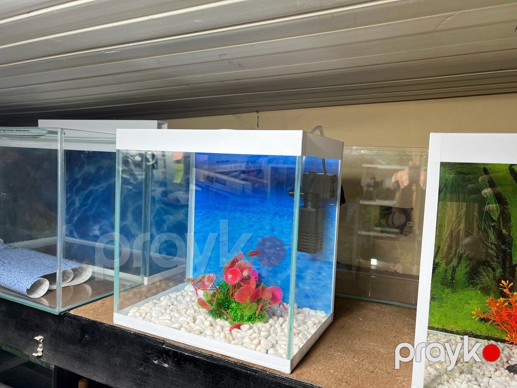 Akvarium — Akvariumlar və balıqlar, Bakı (4)