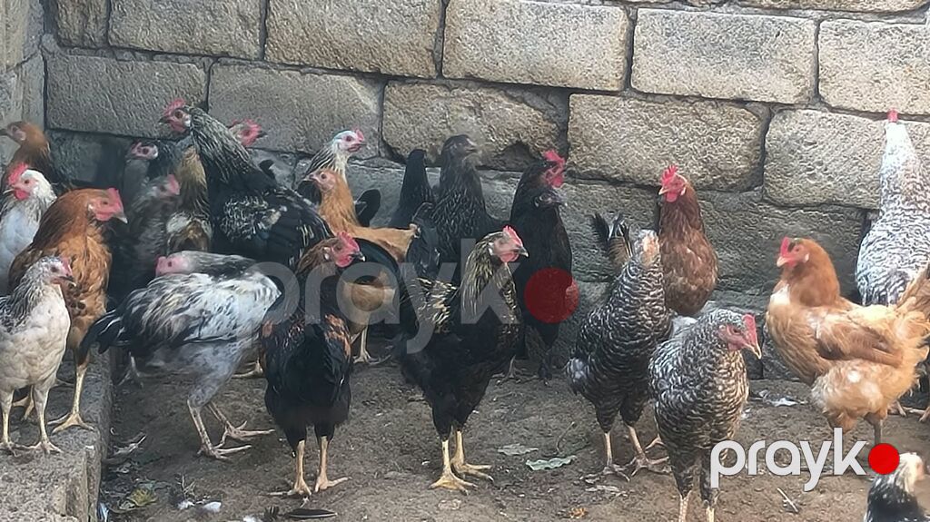 Xoruz 15 manat Fərələr 12 manat 6 aylıqdır hamsi apreldə çıxıblar bir — Toyuq və xoruz, Xırdalan (2)