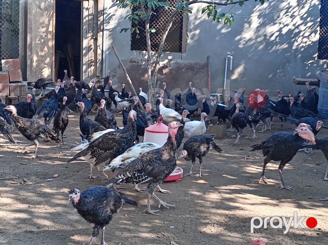 Hinduşkalar — Quşlar, Bakı (7)