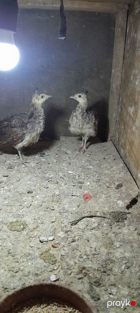 Tovuz qusu balasi iki denedi — Bakı