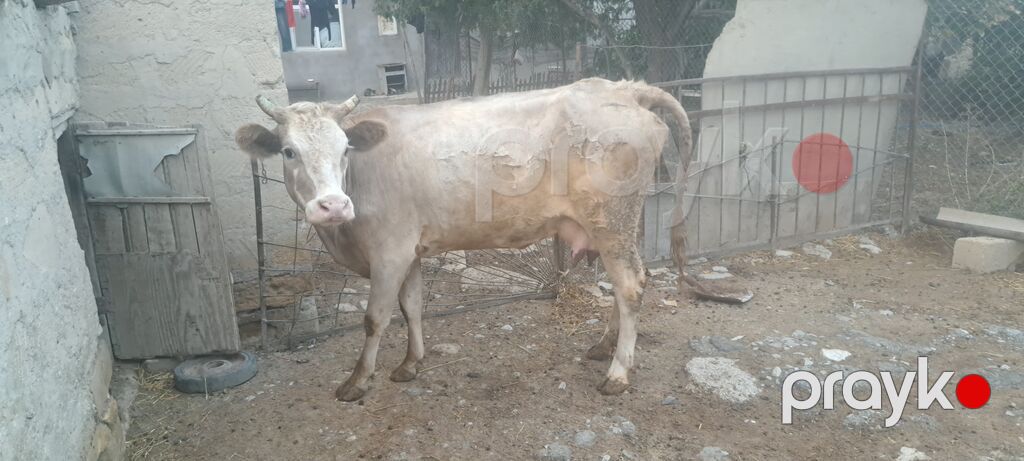 Heyvan qapımın heyvanıdı 8 -9 litr süd verir yanında dişi balası 2 ay — Kənd təsərrüfatı heyvanları, Sumqayıt (5)