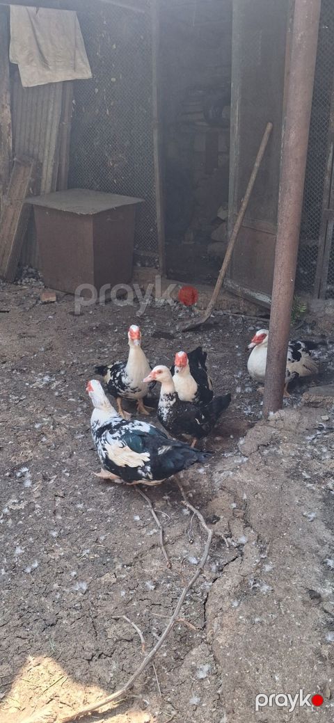 Musk ördəkləri (indoutka) – qara-ağ ləkəli rəngdə sürü 15-20man — Bakı