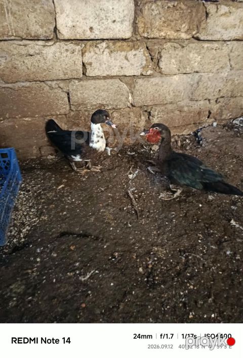 Muscovy (indo) ördəkləri – 2 ədəd - Cins: Muscovy/indo - Say: 2 baş — Digah