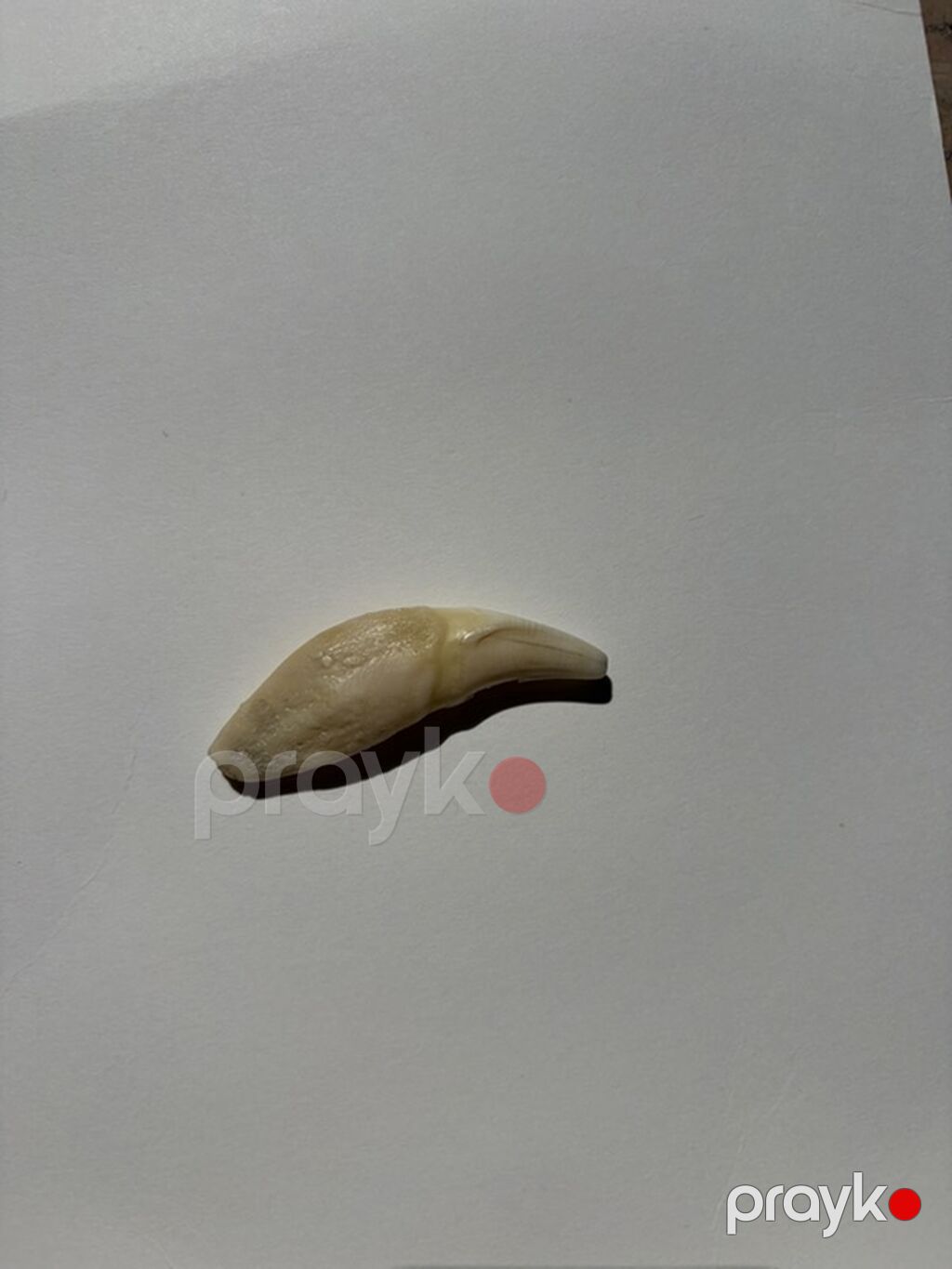 Əsl canavar dişi — Dəbilqə, Bakı (5)