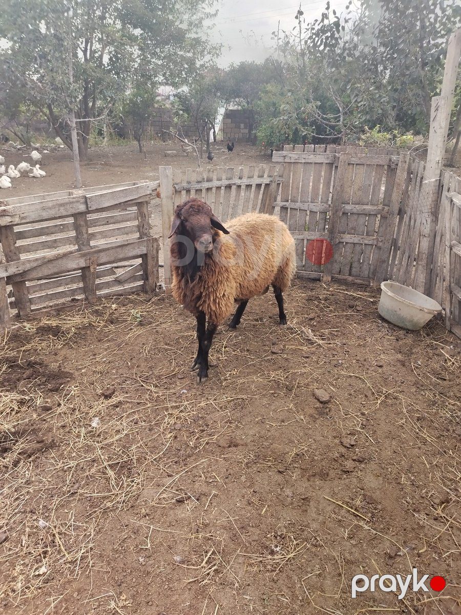 Qala qoçu — Kənd təsərrüfatı heyvanları, Bakı (2)