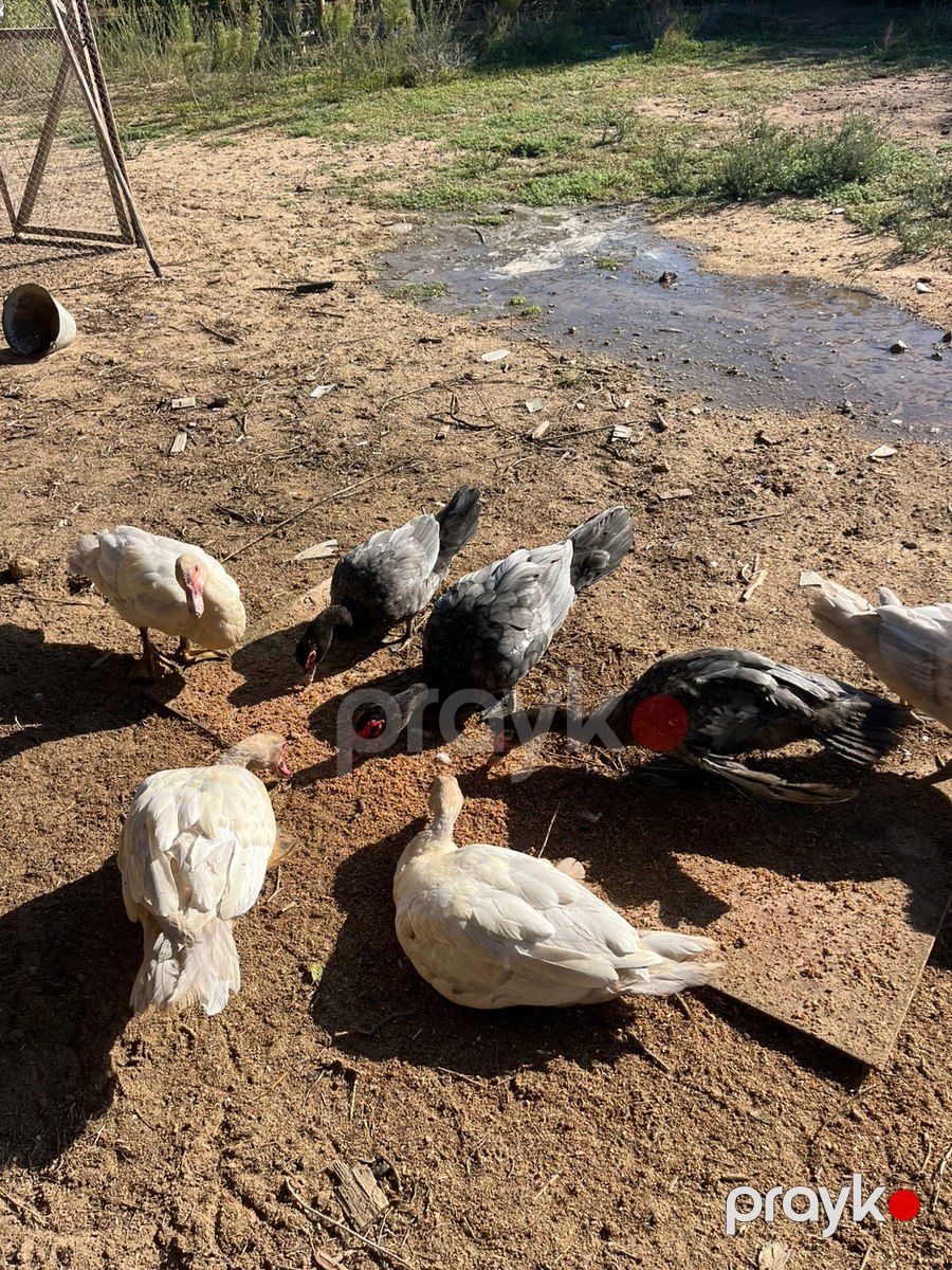 Ördəklər — Quşlar, Bakı (5)