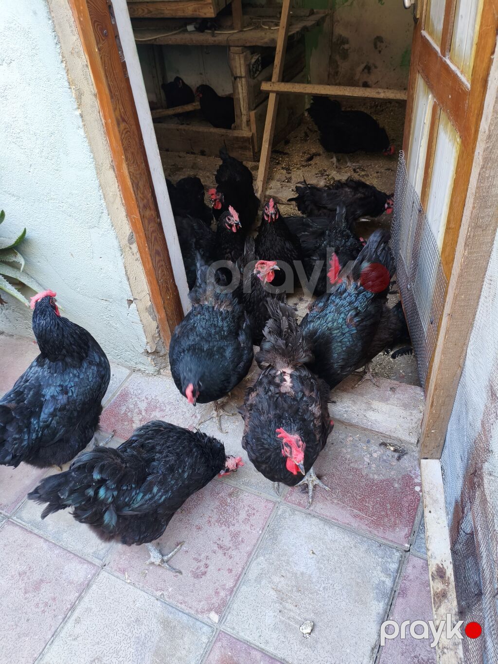 Toyuq, Australorp, Yumurtalıq — Toyuq və xoruz, Bakı (4)