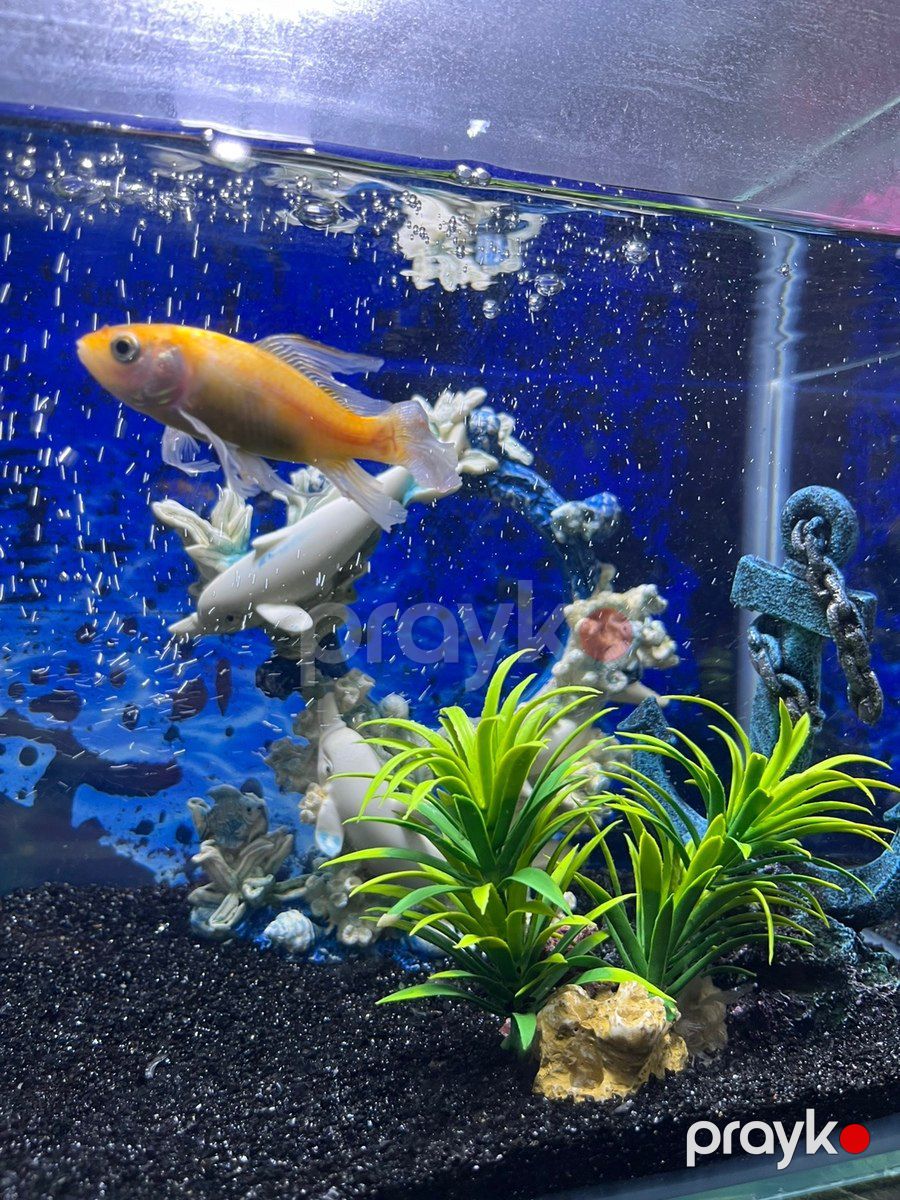 Akvarium və balıqlar — Akvariumlar və balıqlar, Bakı (3)