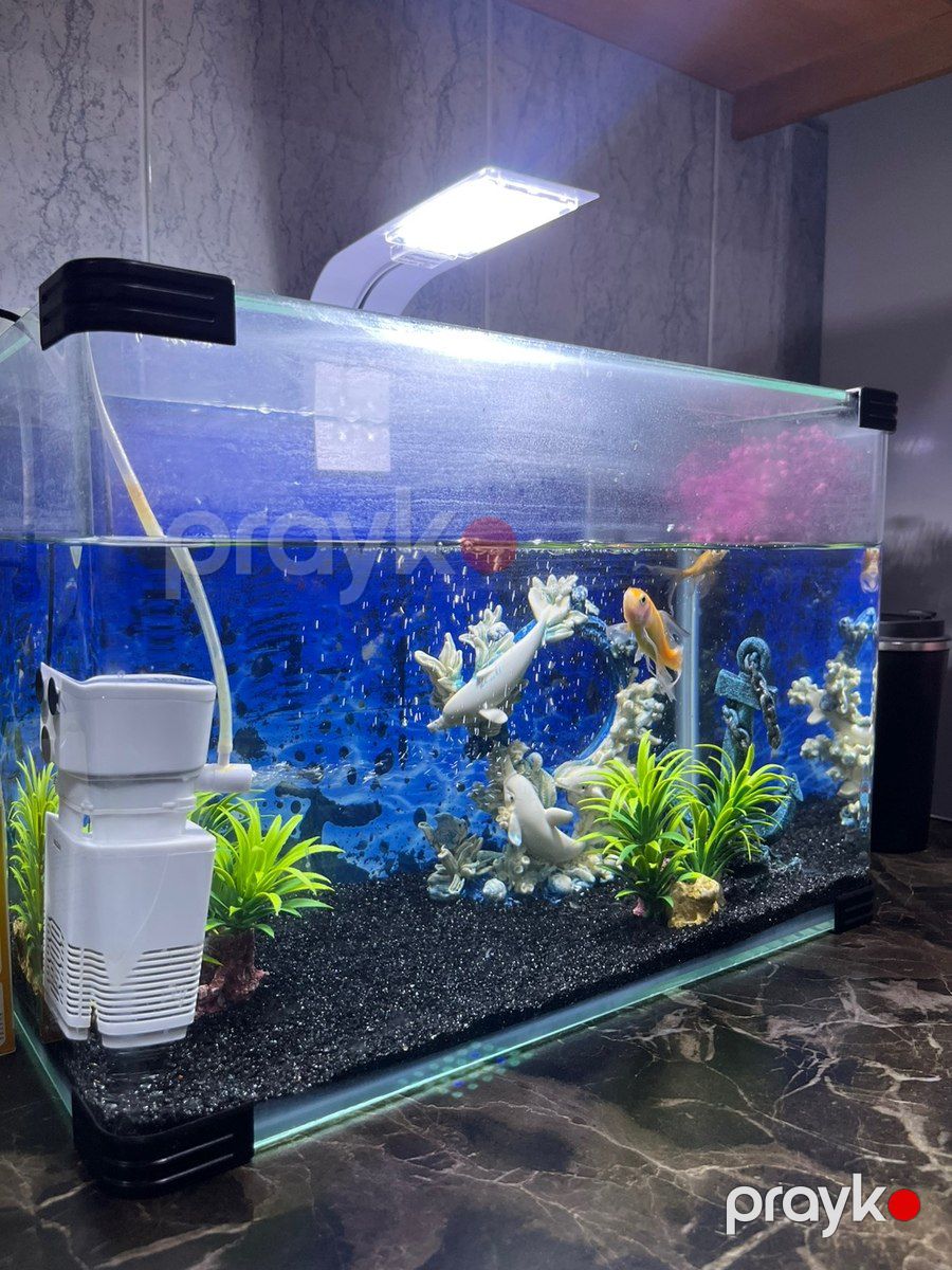 Akvarium və balıqlar — Akvariumlar və balıqlar, Bakı (2)
