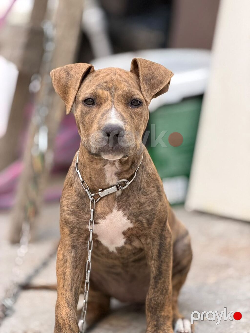 Pitbul, 2 ay, Dişi, Peyvəndli — Köpəklər, Bakı (3)
