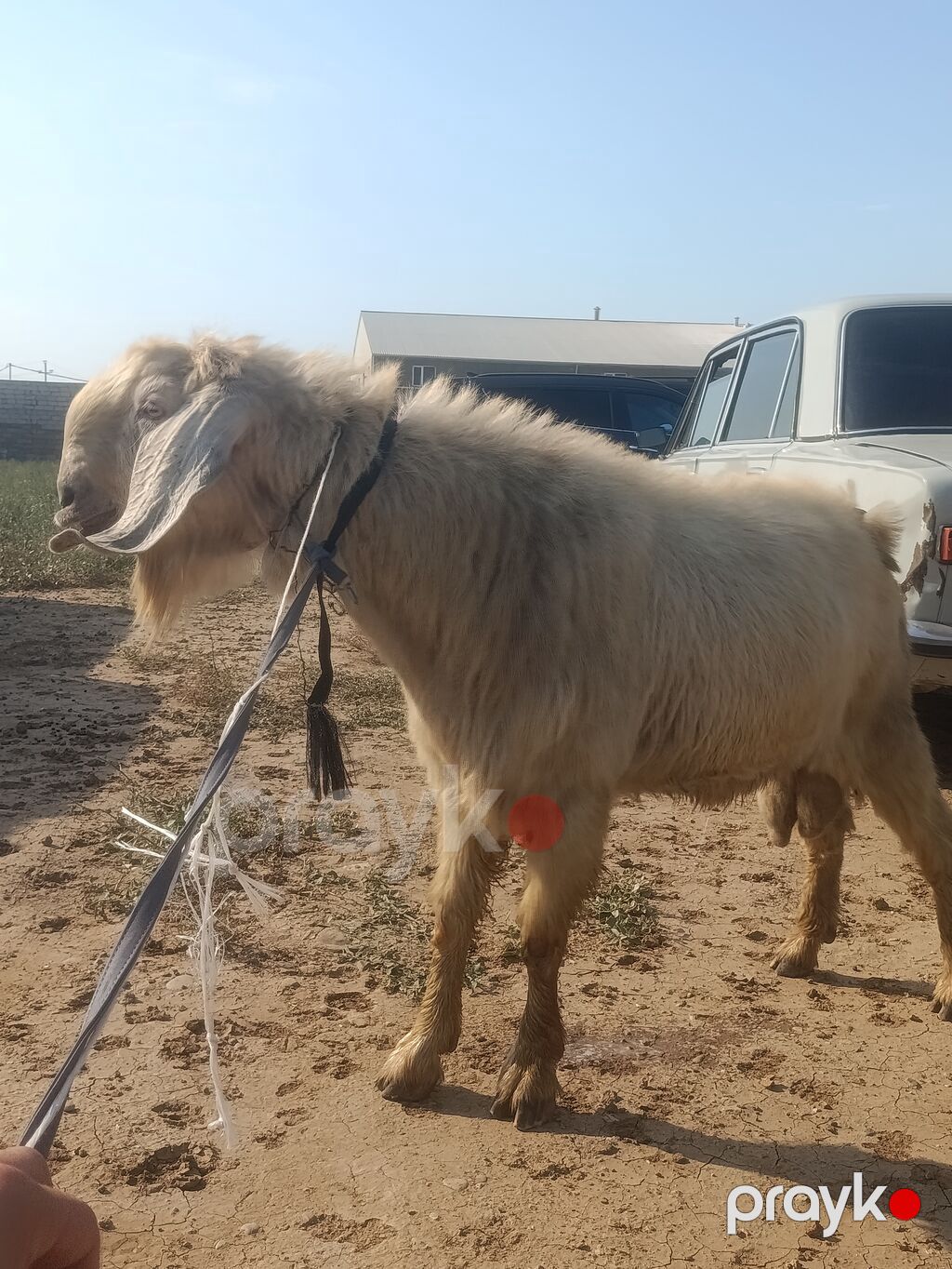 Salam Damazlıq Hələb 1 il 8 aylığ — Kənd təsərrüfatı heyvanları, Digah (6)