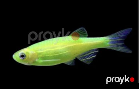 Danio — Bakı