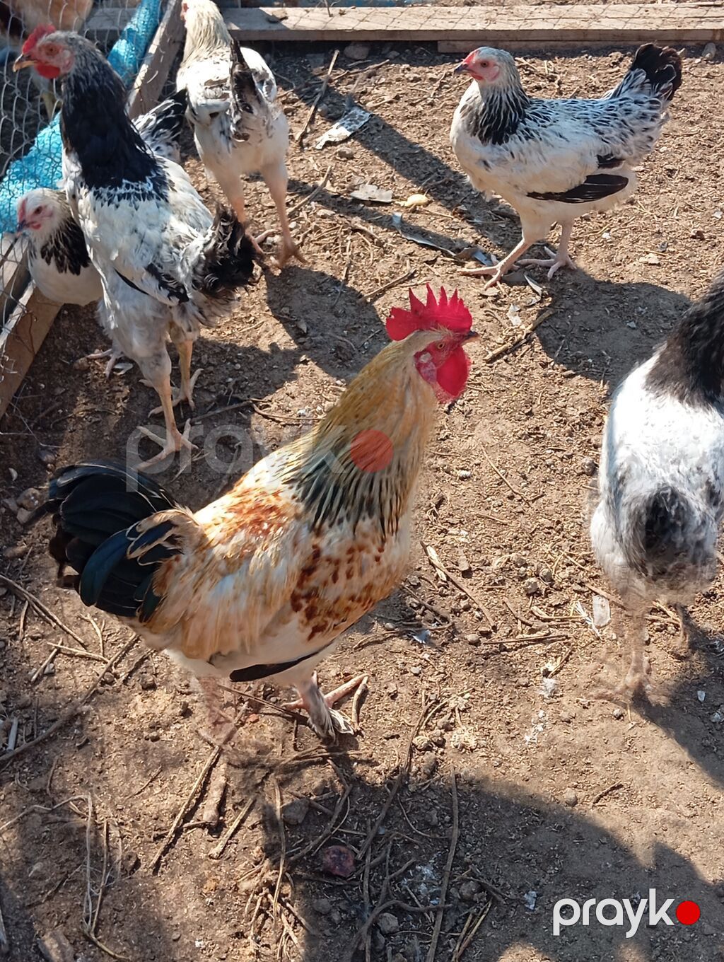 Toyuq, Damazlıq — Toyuq və xoruz, Digah (2)