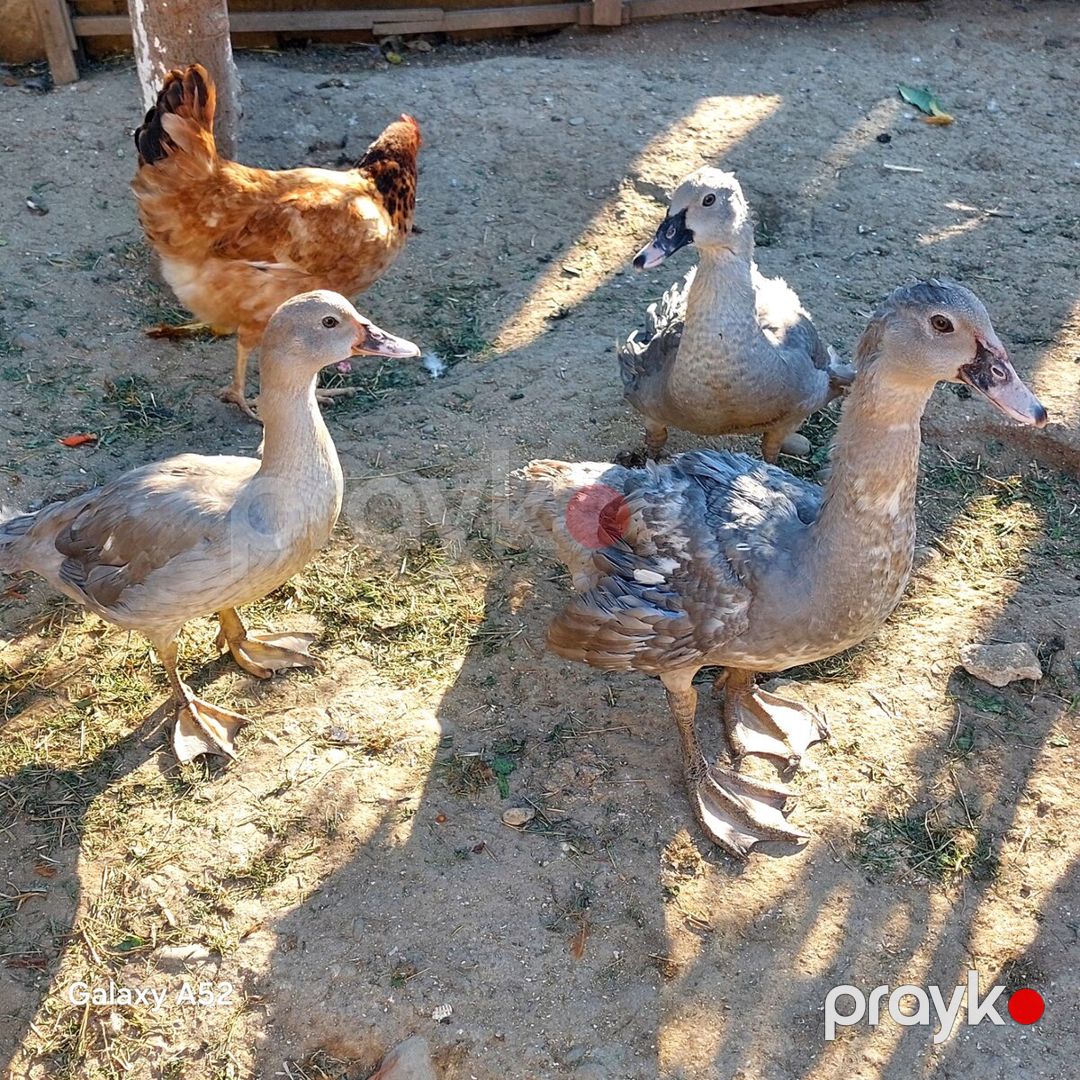Lavanda lal ördəyi — Quşlar, Bakı (7)
