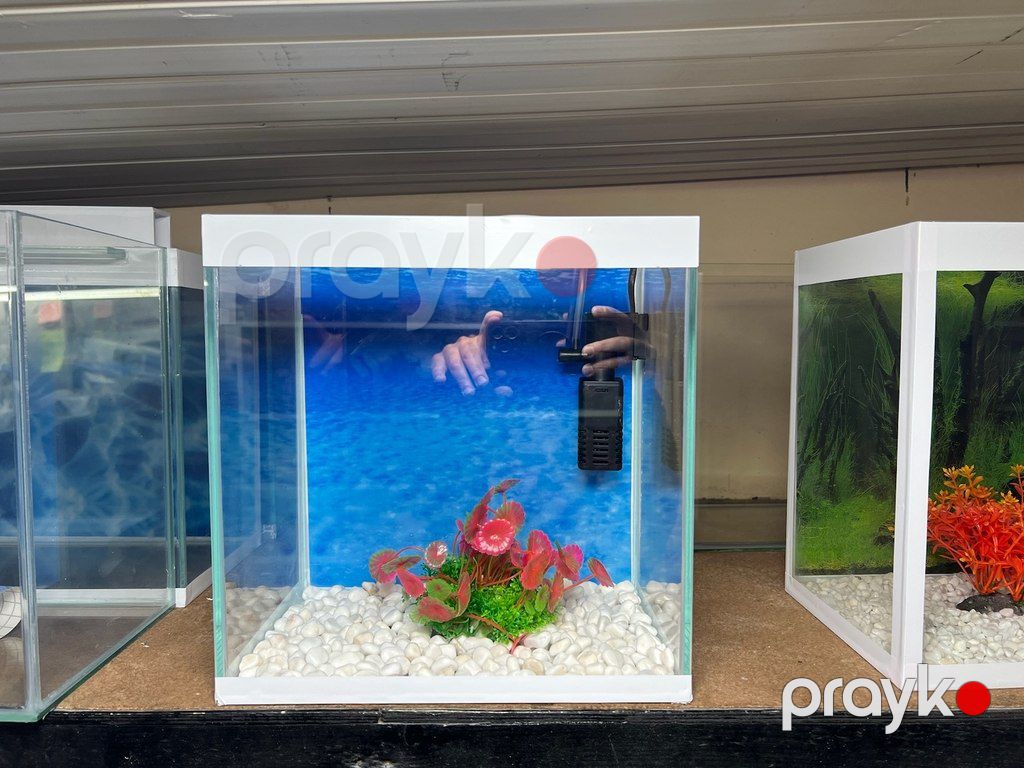 Akvarium — Akvariumlar və balıqlar, Bakı (5)