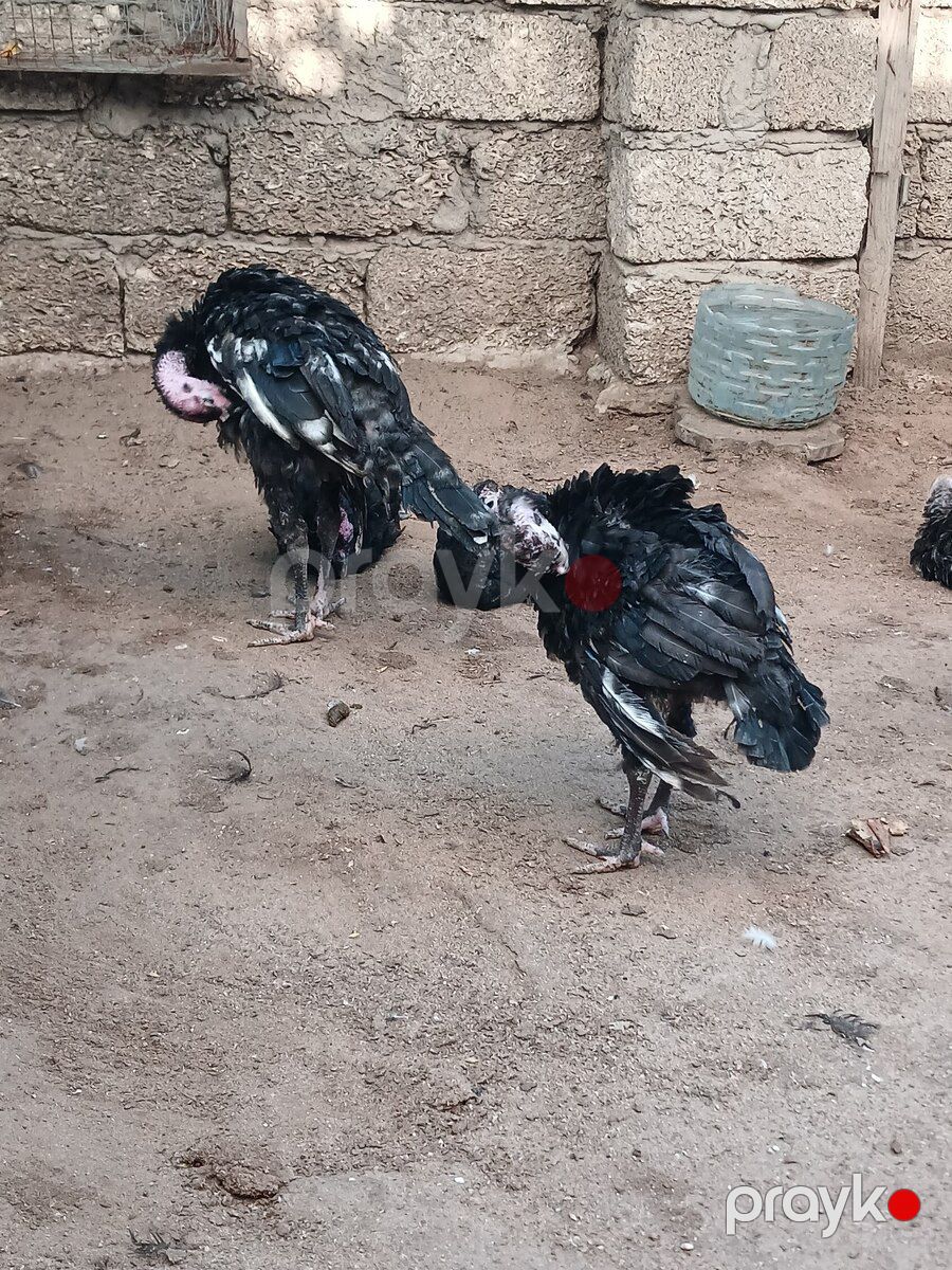 Hinduşkalar — Quşlar, Bakı (2)