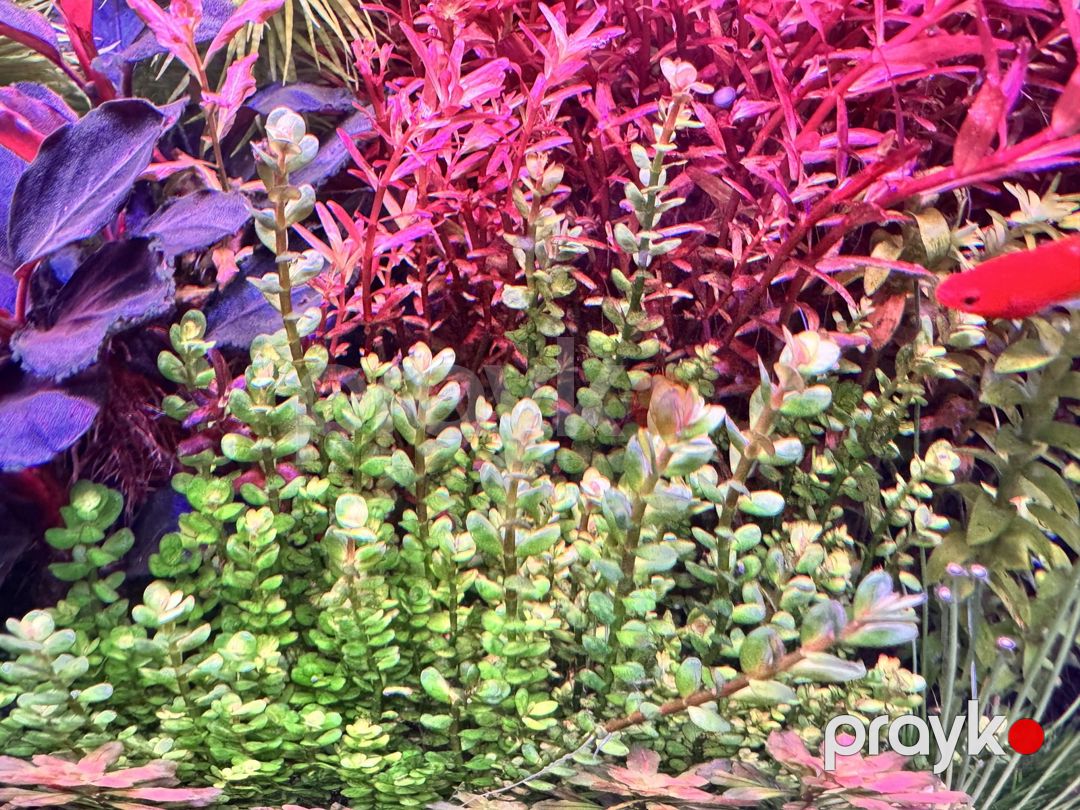 Akvarium bitkiləri — Akvariumlar və balıqlar, Bakı (7)