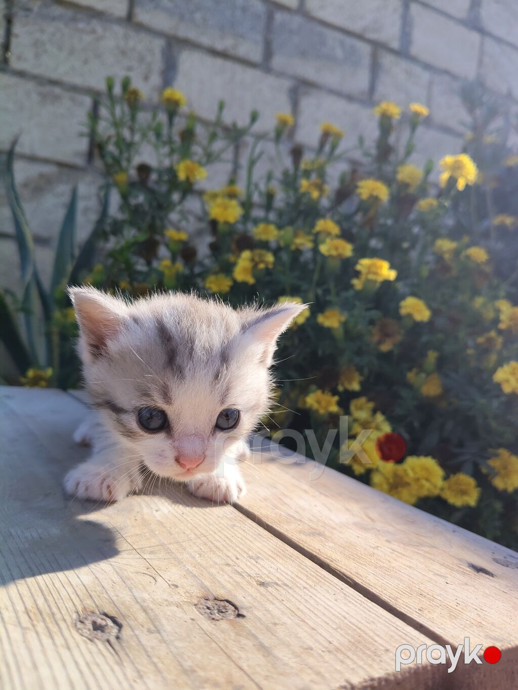 Şinşilla, Yaxşı əllərə, Ödənişli çatdırılma — Pişiklər, Mingəçevir (3)