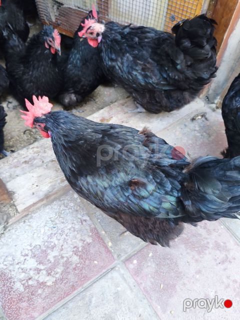 Toyuq, Australorp, Yumurtalıq — Bakı