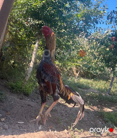 Heyratı — Bakı