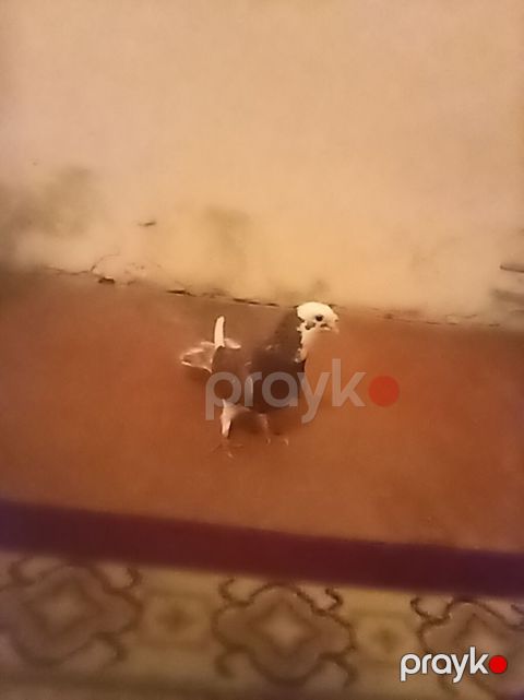 Tutulma erkek 15 bal — Gəncə