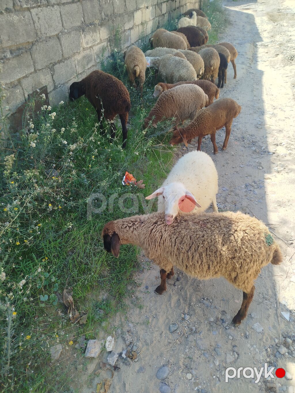 Mal-qara: Qoyun-quzu sürüsü Təsvir: 21 quzudu biri 185 — Kənd təsərrüfatı heyvanları, Digah (2)