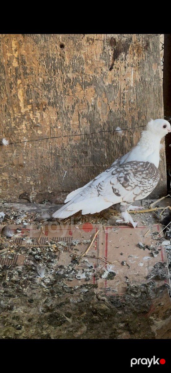 Göyərçinlər — Quşlar, Bakı (3)