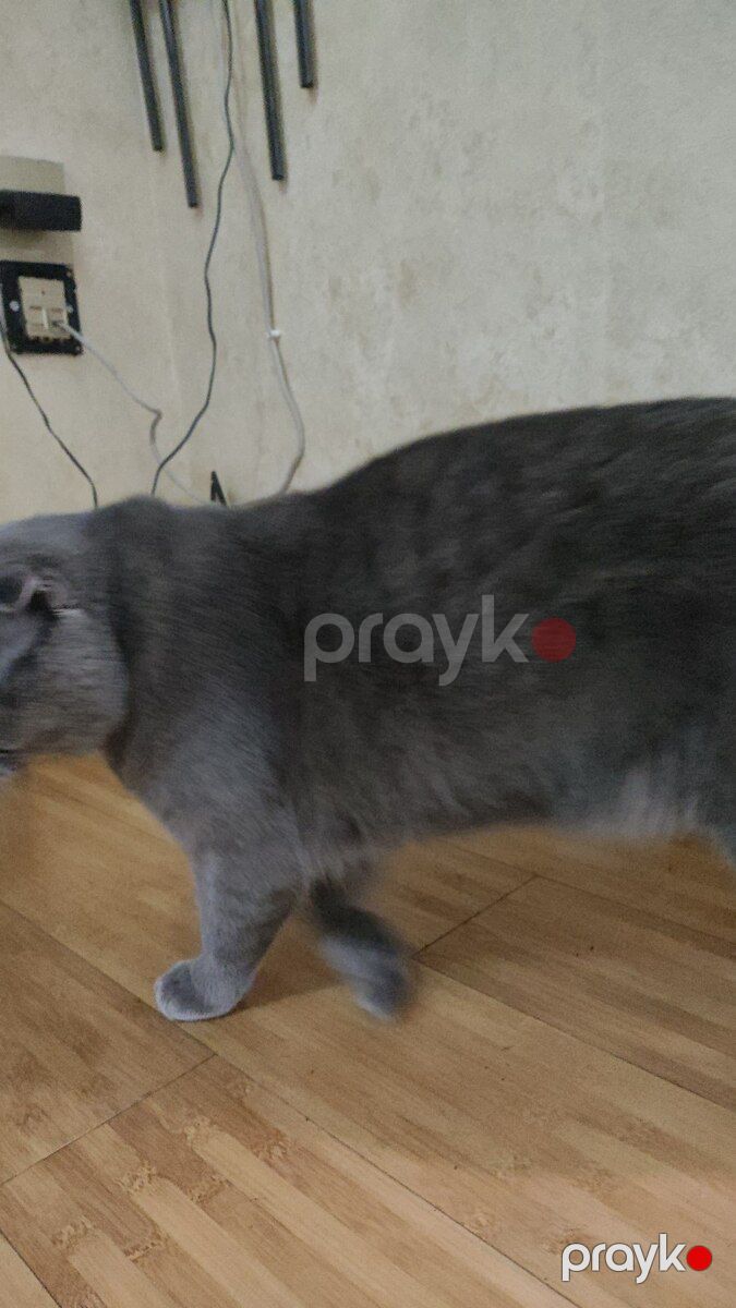 Şotland pişik — Pişiklər, Bakı (2)