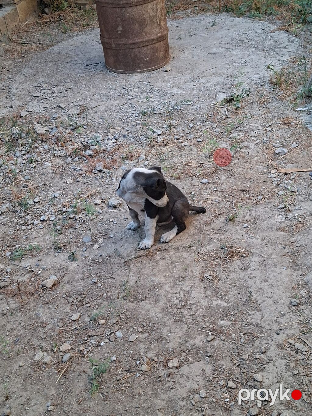 Balaca köpək balası – qara-ağ rəngdə - Cins: qarışıq (balaca it — Köpəklər, Cəlilabad (3)
