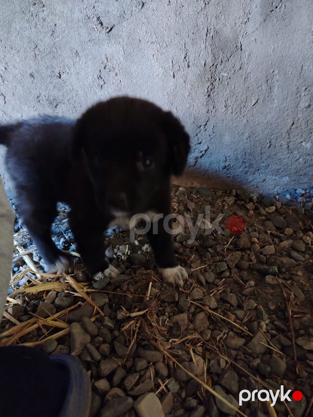 1 ay, Dişi, Ünvandan götürmə — Köpəklər, Cəlilabad (2)